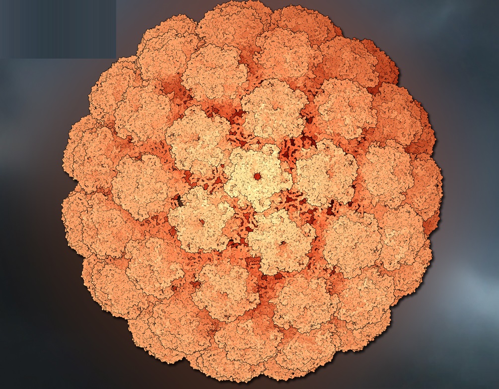 Adeno-Associated virus (AAV) capsid (3D data 2qa0 from http://www.rcsb.org). The single stranded DNA genome inside the capsid is not visible here.  The virus is a small, replication-defective, nonenveloped virus. AAV infects humans and some other primates.AAV is not currently known to cause any disease and this lack of pathogenicity has attracted considerable interest from gene therapy researchers together with a other features: AAV can infect non-dividing cells and can stably integrate into human chromosome 19 at a specific site which makes this virus more predictable and a better choice than retroviruses for gene therapy since retroviruses present the threat of random insertion and mutagenesis, which can be followed by cancer. However, removal of the "rep" and "cap" portions of the AAV genome helped create AAV vectors for gene therapy that lack integrative capacity. Selected genes for gene therapy can be inserted in to the AAV vector between the inverted terminal repeats (ITR). AAV DNA is lost through cell division, since the episomal DNA is not replicated along with the host cell DNA. Clinical trials: AAV vectors have been used  for treatment of cystic fibrosis and hemophilia B, Parkinson's disease, muscular dystrophy, Arthritis and Alzheimer's disease. The capsid contains 60 proteins. View is along the 2-fold icosahedral symmetry axis. Individual, small spheres are atoms making up the proteins. Hydrogen atoms are not shown.
