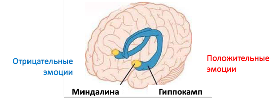 «Дуальная» модель обеспечения базовых потребностей и регуляции эмоций