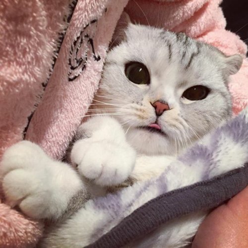 Кошка Хана с большими глазами, взявшая Instagram штурмом (24 фото) Кошка Хана с большими глазами, взявшая Instagram штурмом (24 фото)
