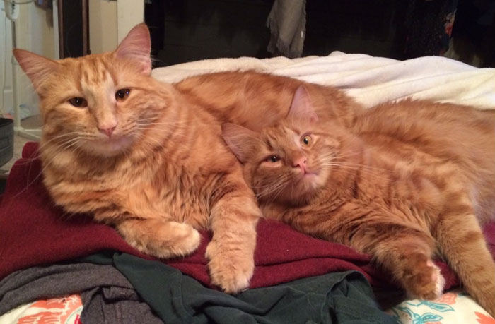 кот воспитывает котенка который на него похож 