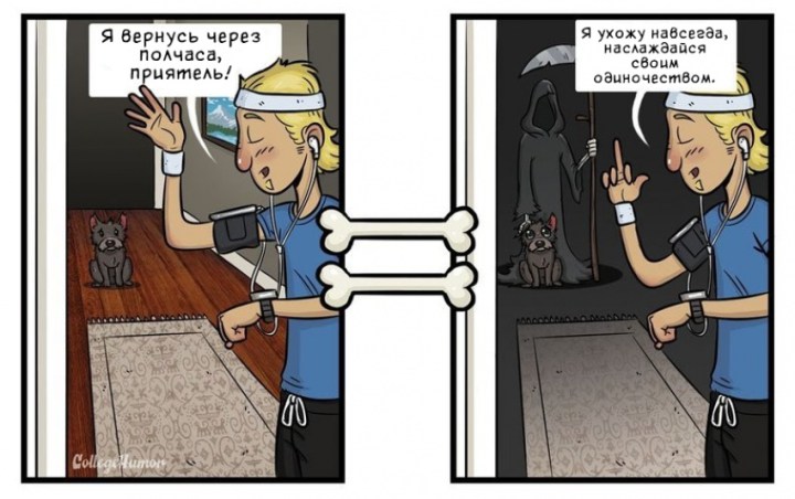 как видят мир собаки