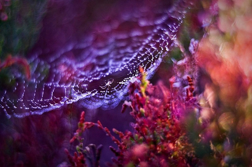 сказочный макро-мир в фотографиях Магда Васичек