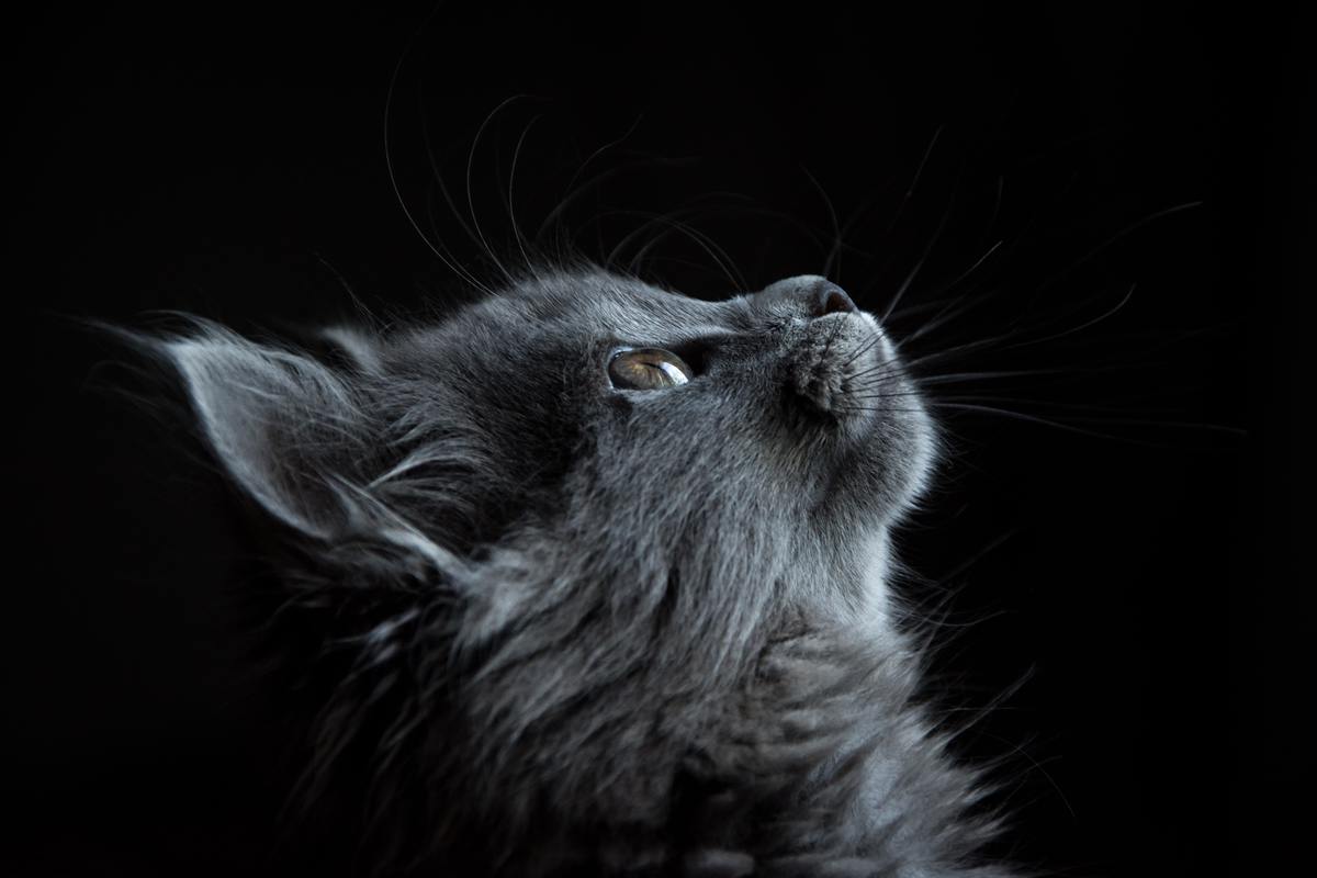 Загадочное мур и мяу: как понять язык вашей кошки домашние животные,наши любимцы