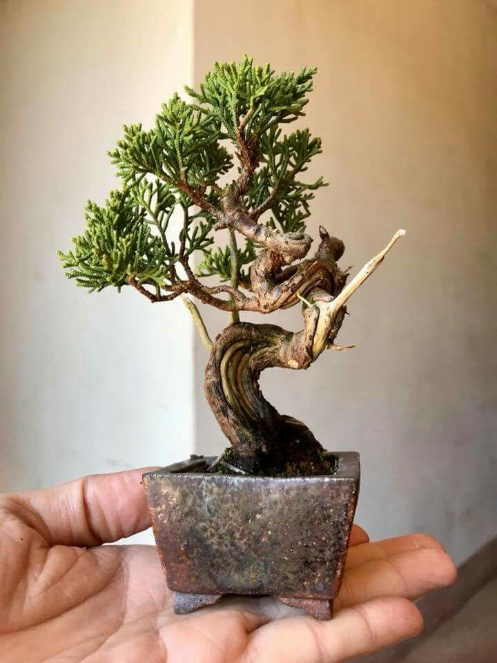 Карликовые деревья для дома: особенности ухода и фото уютных вариантов Карликовые деревья для дома: особенности ухода и фото уютных вариантов идеи для дома,комнатные растения