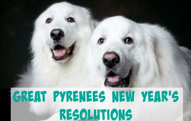 I set goals for myself every year, so why shouldn't Mauja and Atka have goals as well? Here are our Great Pyrenees New Year's Resolutions.