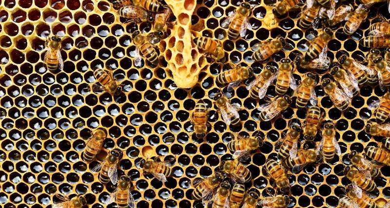 Может ли рабочая пчела покинуть улей и основать свой собственный