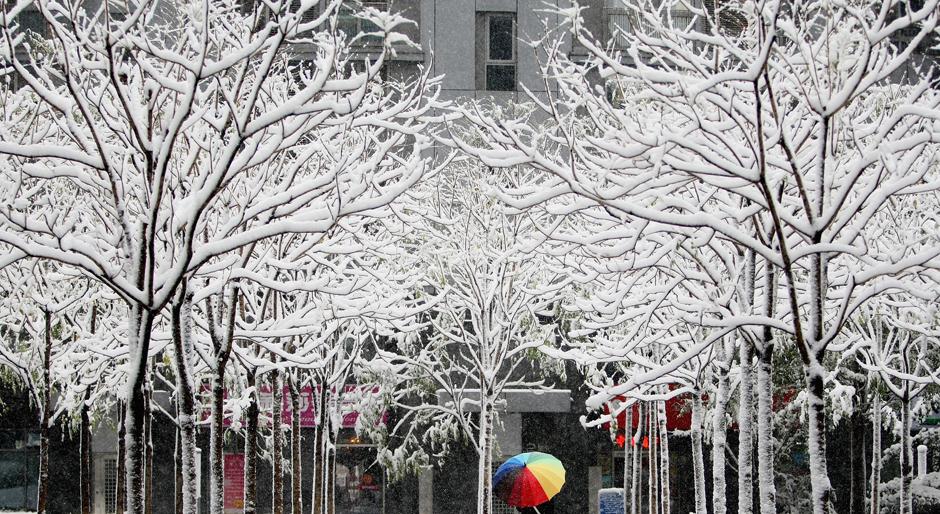 4) Женщина гуляет в Пекине под деревьями покрытыми снегом. 