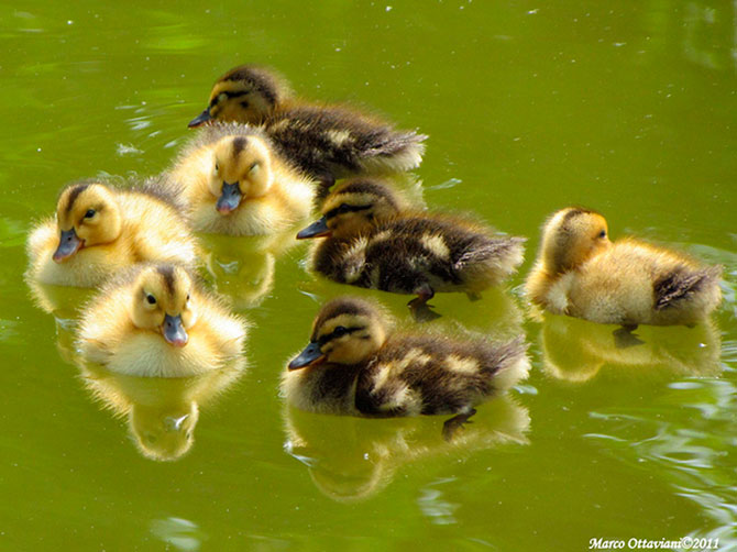 Почему утята такие милые