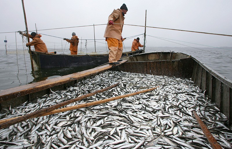Рыбаки ловят салаку в Калининградском заливе