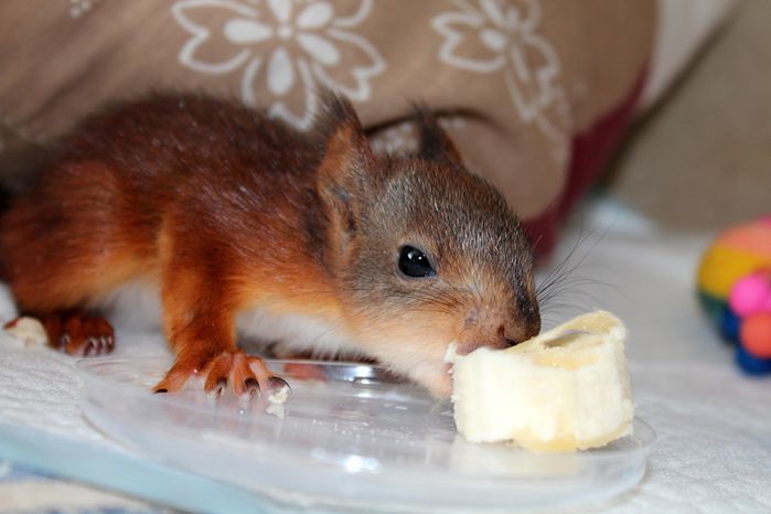 Животные, белка, позитив