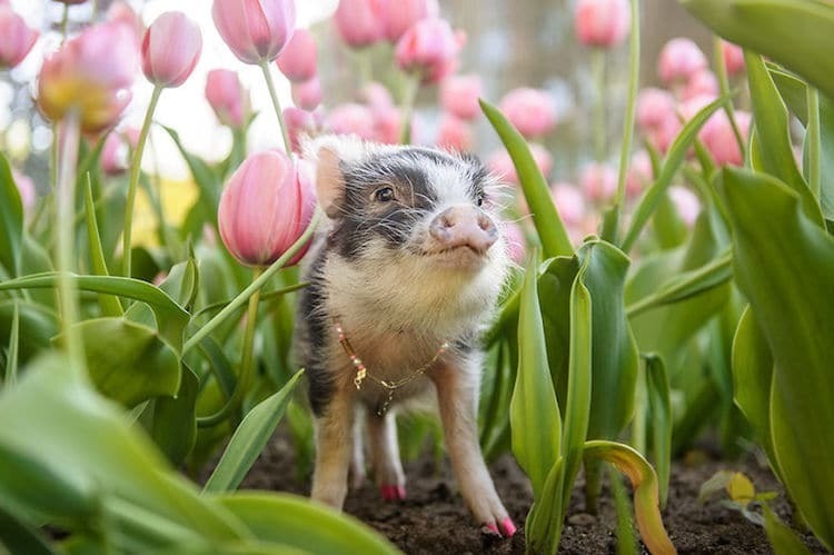 Поросенок Флаффи снялся в розовых тюльпанах и стал звездой интернета животные,природа,Путешествия,фото