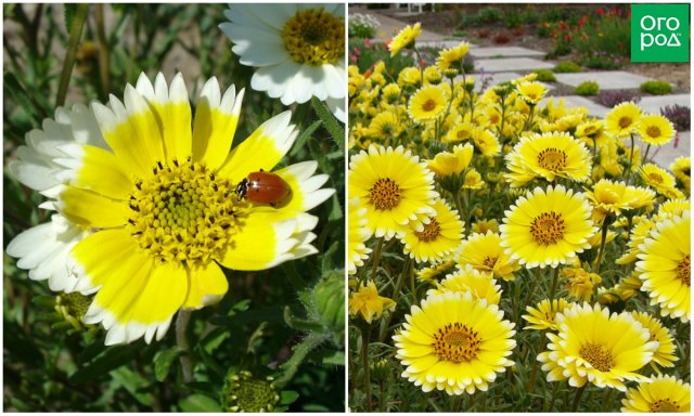 11 однолетних цветов для вашего сада, которые не боятся заморозков 11 однолетних цветов для вашего сада, которые не боятся заморозков цветы