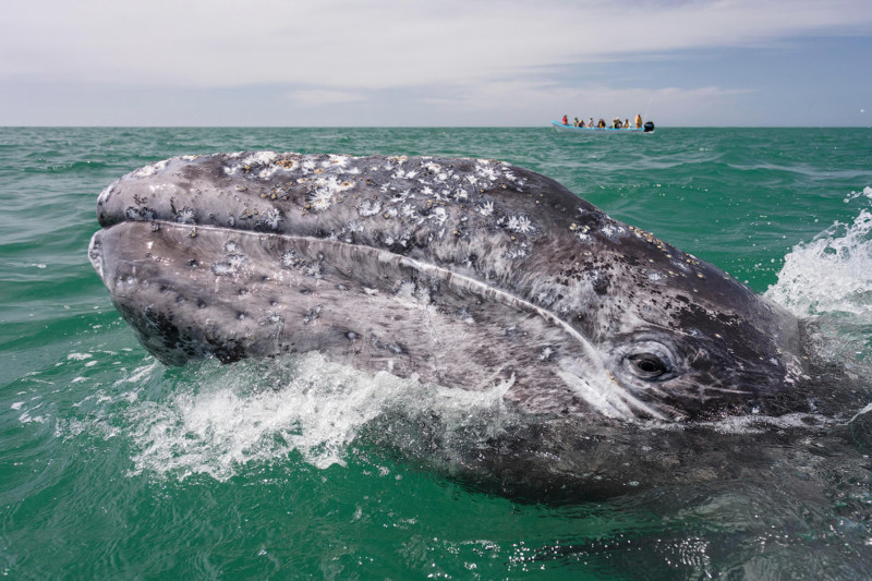 Ласковый серый кит встреча, кит, серый кит, тихий океан