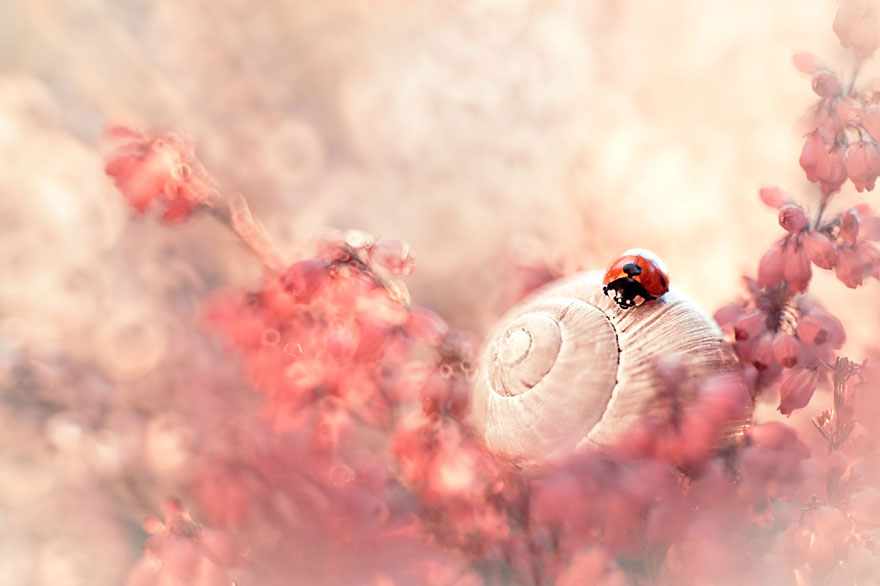 сказочный макро-мир в фотографиях Магда Васичек 