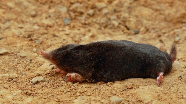 Серый вредитель Серый вредитель истории из жизни