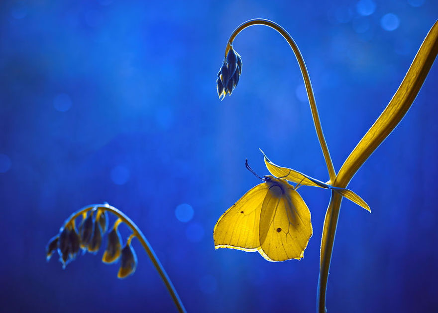 сказочный макро-мир в фотографиях Магда Васичек