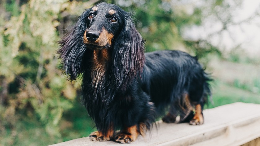 Не только йорки: 5 мелких пород собак для легкого содержания в квартире Не только йорки: 5 мелких пород собак для легкого содержания в квартире наши любимцы,собаки