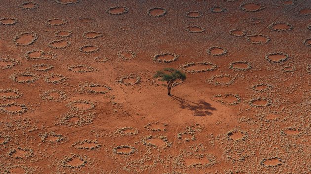 Самые популярные гипотезы происхождения &quot;Ведьминых кругов&quot; посреди пустыни Намиб