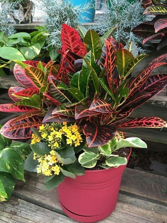 Красивые сочетания растений 