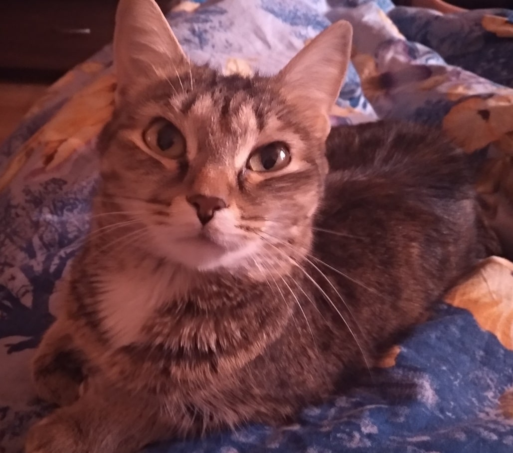 кошка в доме