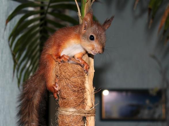 Животные, белка, позитив