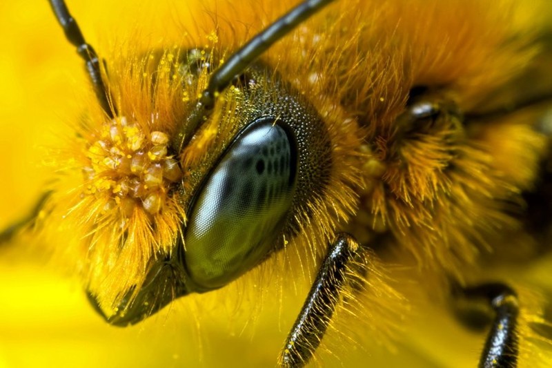 3. Глаза животные, насекомые, пчёлы, факты