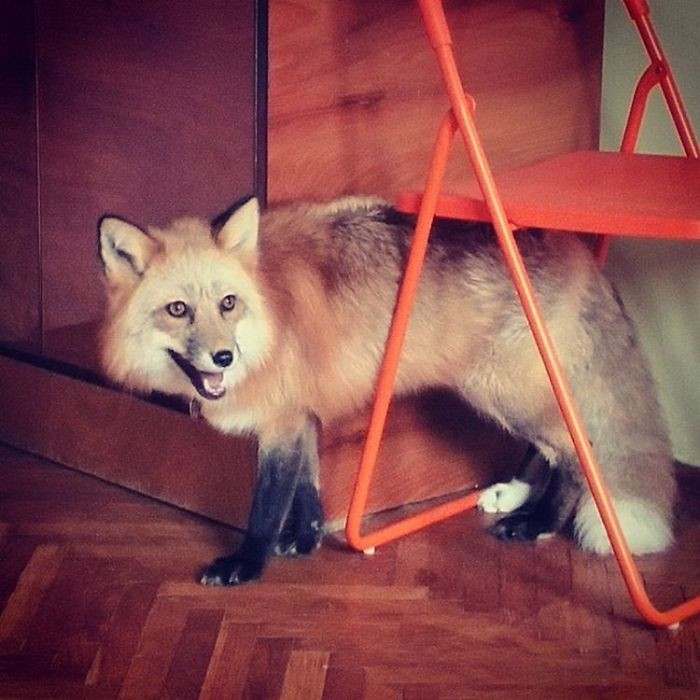 И любопытна домашние животные, лиса в квартире, питомцы
