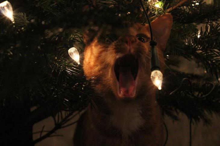 кошки ненавидят рождество, кошки ненавидят Новый год