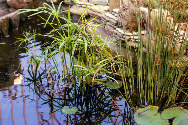 Садовый водоем - естественное зеркало