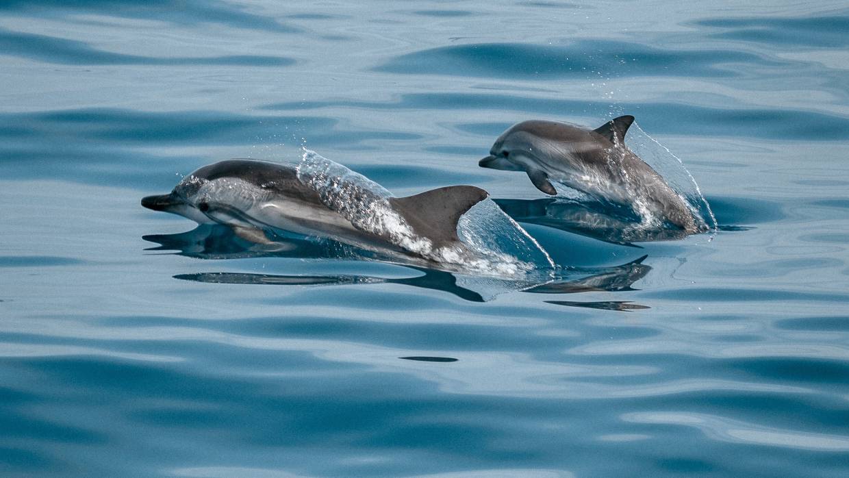 Стало известно, почему из Крыма на Украину могли вывезти краснокнижного дельфина