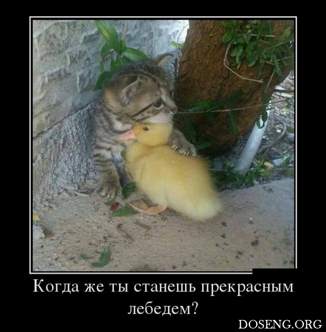 Демотиваторы