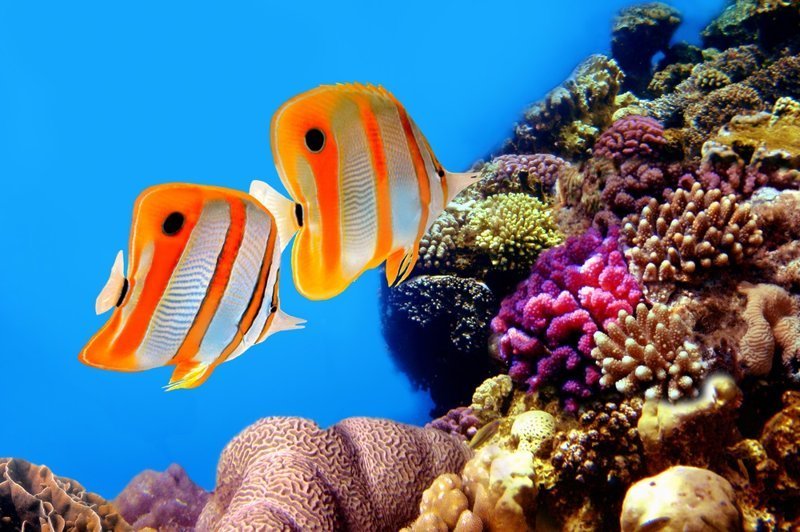 Над Большим Барьерным рифом установят защитный экран ynews, Большой Барьерный риф, австралия, защита среды, природа, экология