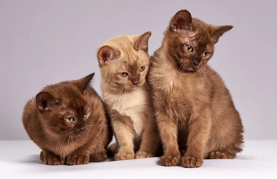 Топ-12 гипоаллергенных кошек: какую породу завести, если у тебя аллергия шерсть, выработка, глаза, вещество, жизни, Живут, подшерстка, имеют, породы, животных, кошек, окрас, квартире, характером, более, меньше, скрещивания, белка, можно, кошки