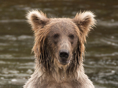 Как наши люди предохраняются от медведей на камчатской рыбалке Камчатка,медведи,путешествия,рыбалка,фоторепортаж