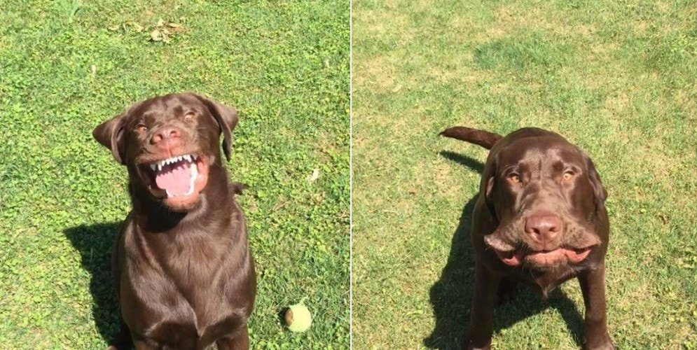 Счастливые домашние любимцы, они заразят вас настроением Счастливые домашние любимцы, они заразят вас настроением картинки