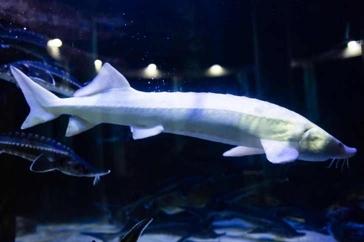 Источник: Elena Babanova via Shutterstock/Fotodom.ru