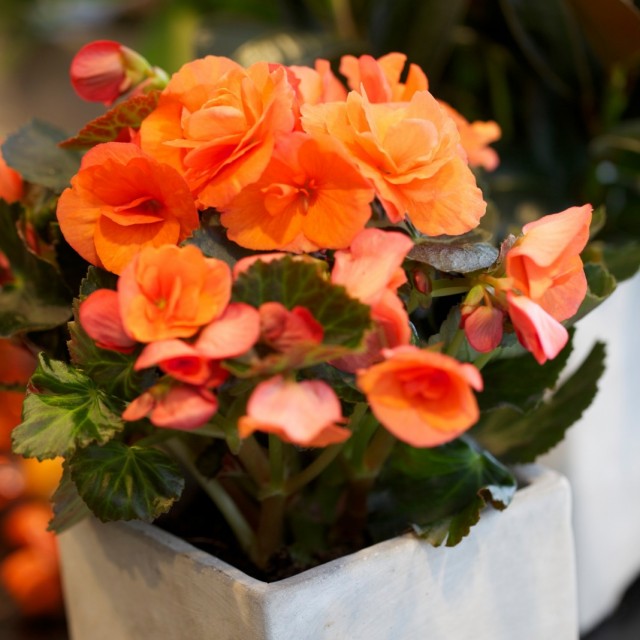 Бегония клубневая (Begonia ×tuberhybrida)