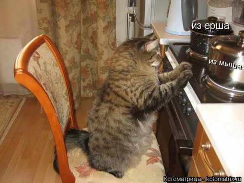 Свежая котоматрица для всех (31 шт)