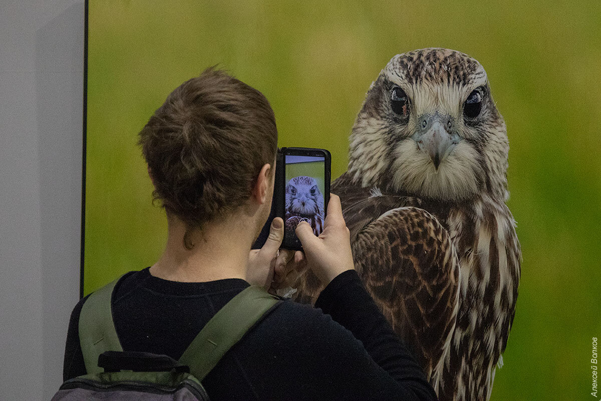 Зверь с человеческим лицом. Краеугольный камень природной фотографии. фотографии, более, фотографий, сколько, будет, очень, этого, больше, лучше, жизни, медведей, снимает, всегда, дикой, просто, который, природы, всего, лучших, момент