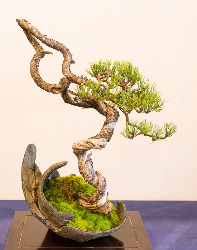 Карликовые деревья для дома: особенности ухода и фото уютных вариантов Карликовые деревья для дома: особенности ухода и фото уютных вариантов идеи для дома,комнатные растения