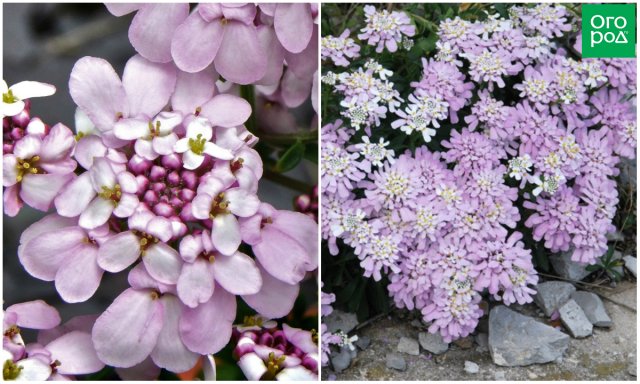 11 однолетних цветов для вашего сада, которые не боятся заморозков 11 однолетних цветов для вашего сада, которые не боятся заморозков цветы