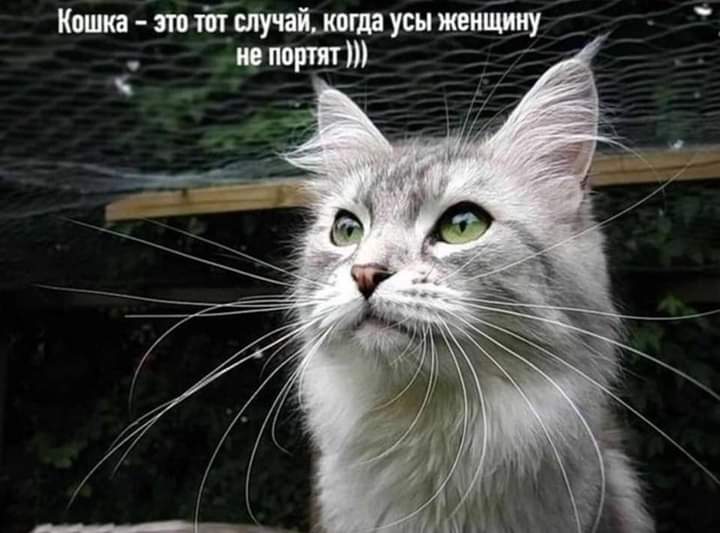 Я своего сына назову Денисом, а ты?... только, будет, Денисом, всегда, стоит, Батюшка, немецкий, утюги, детьми, сделаны, уроки, зовут, Сидоров, Родители, титул, хотели, назвать, Трифон, цифры, именах