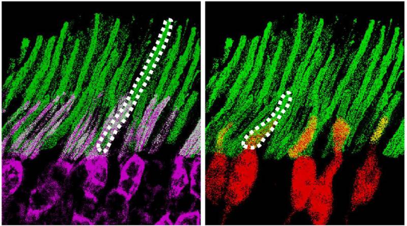 То, что доктор прописал. Капли ночного видения То, что доктор прописал. Капли ночного видения армия,оружие