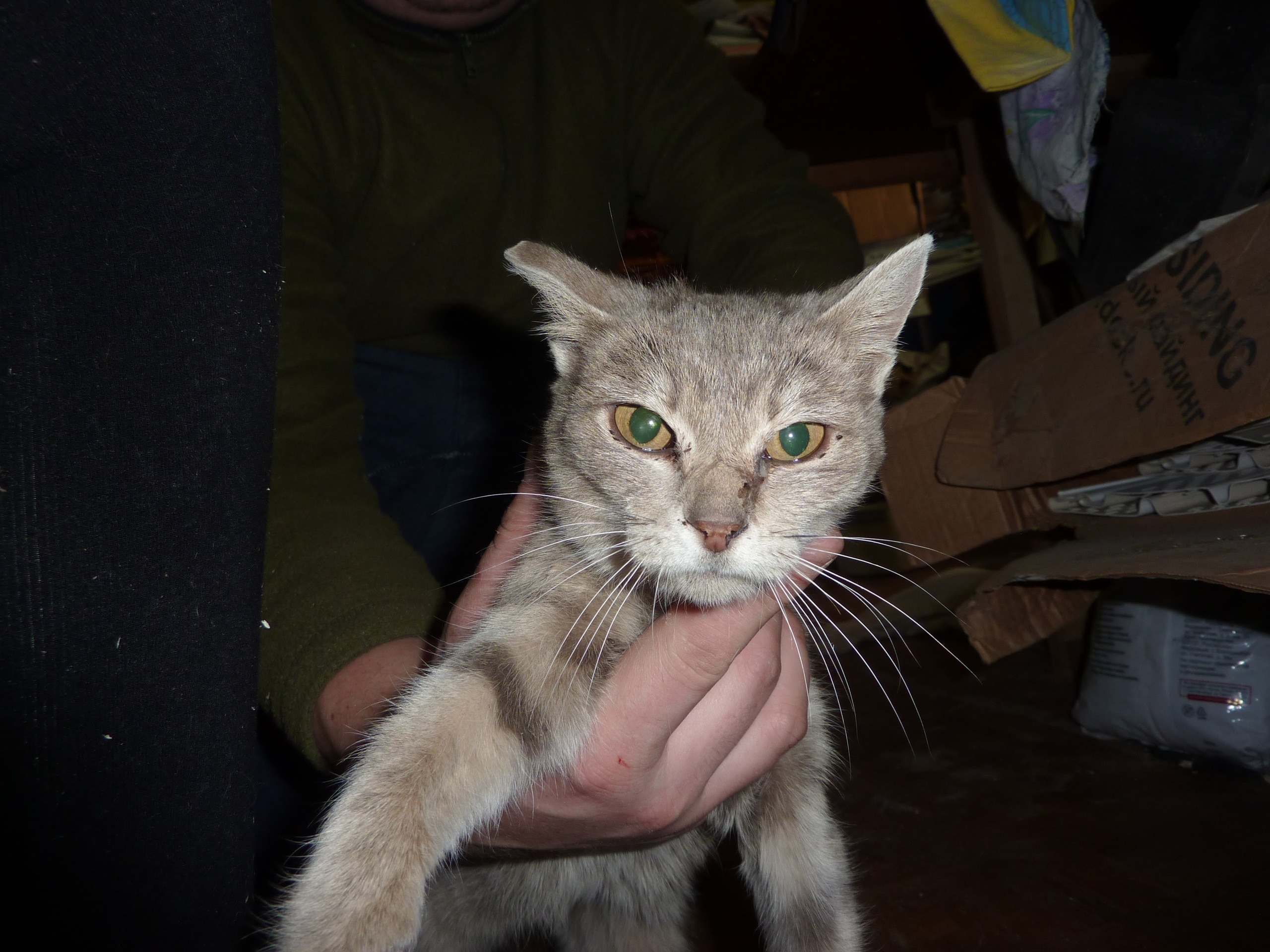 тощая кошка