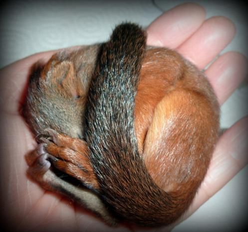 Животные, белка, позитив