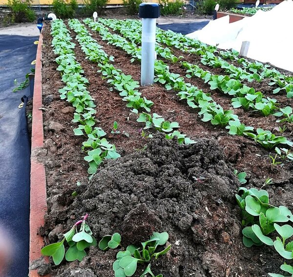 Серый вредитель Серый вредитель истории из жизни