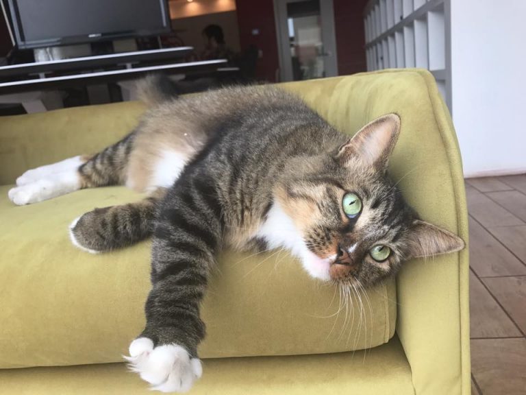 Сотрудники фирмы каждый день видели, что их кот носит наличку, но не могли понять где он ее берет