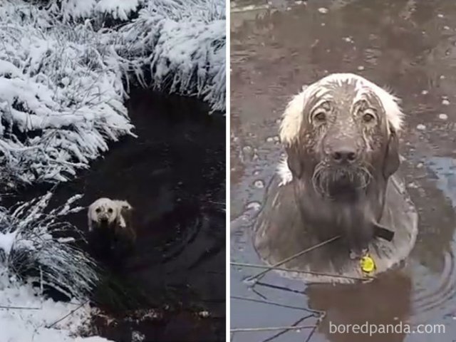 Убедительные фотодоказательства, что не выпускать собаку гулять после дождя 