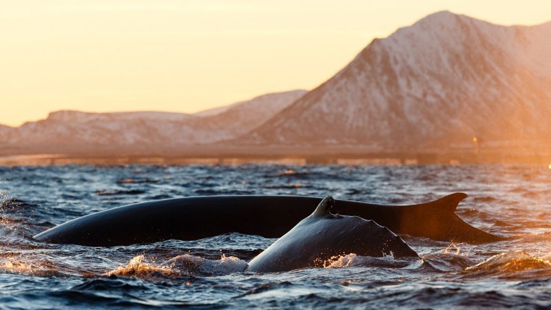Потрясающие фотографии китов и косаток у побережья Норвегии Морские млекопитающие, кит, киты, косатка, косатки, морские животные, норвегия, фотографии животных
