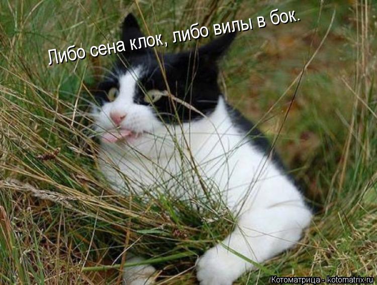 Или сена клок, или вилы в бок. 